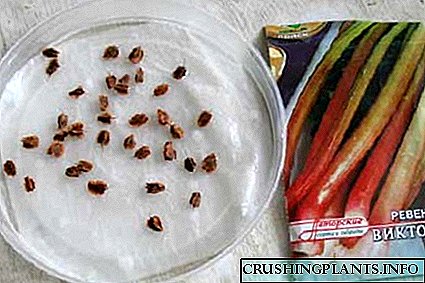 Dous xeitos de cultivar sementes de ruibarbo Victoria