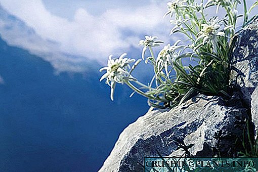 Edelweiss - mendiko maitasunaren lorea txabolan