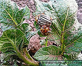 Epektibo nga mga remedyo sa folk alang sa Colorado potato beetle