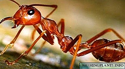 Formas eficaces de tratar as formigas nun apiario