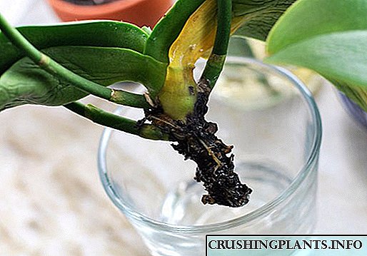 Дали е можно да се реанимира орхидејата ако корените се расипани?