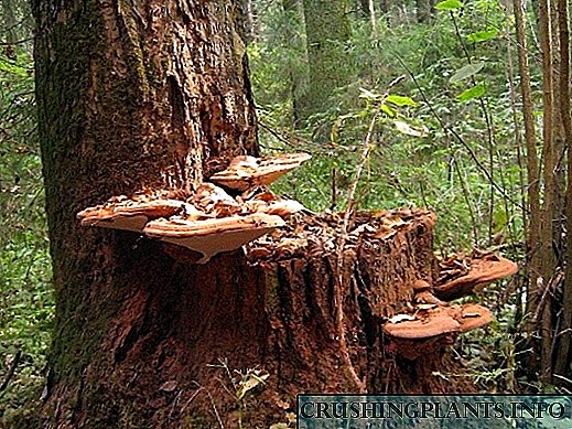 Xylotrophs ndị a dị omimi - Zute Mushrooms Woody