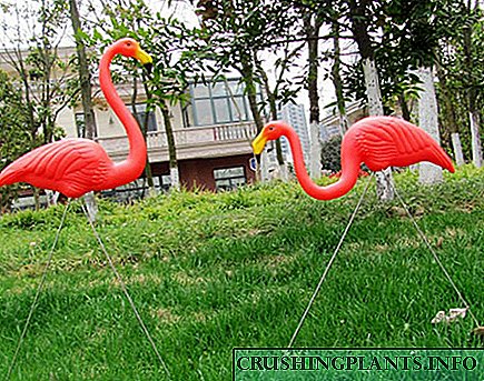 Xitoydan kelgan flamingoning bog'i