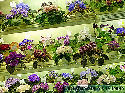 Fotos e nomes de variedades de violetas interiores (parte 2)
