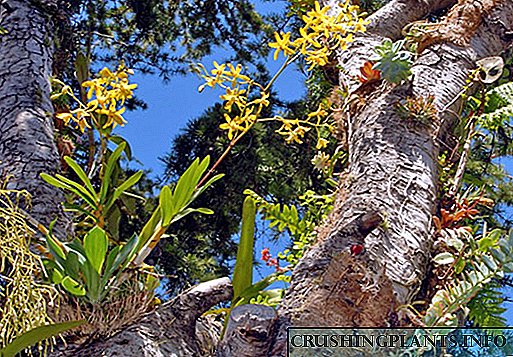 Surat va ekzotik orkide turlarining nomlari