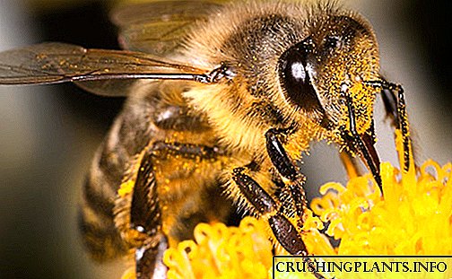عکس و توضیحات زنبورهای عسل