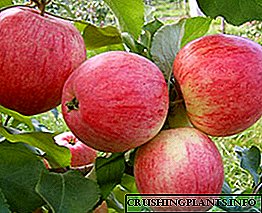 Fotografija i opis jedne od najstarijih sorti jabuke Melba