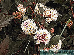 Foto lan deskripsi saka variea spirea sing populer
