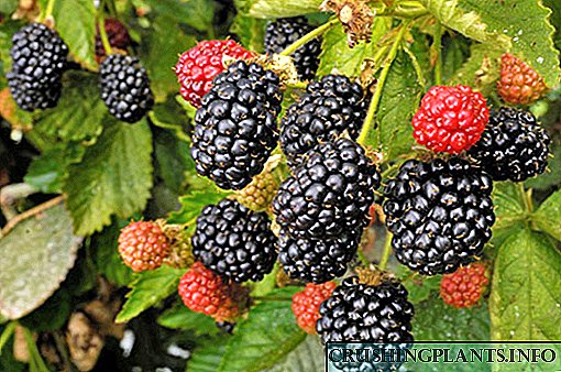 Argazkia eta deskribapena Thornfrey Blackberry Garden