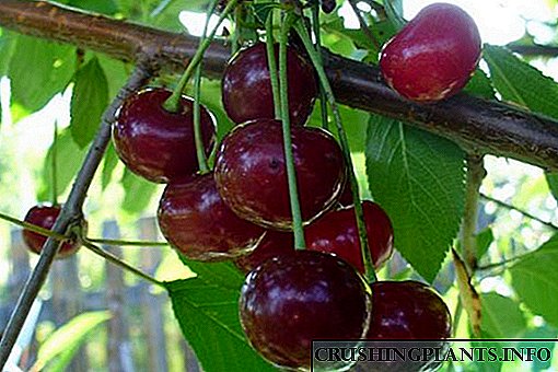 ຮູບພາບແລະລາຍລະອຽດແນວພັນຂອງ cherries Vladimirskaya