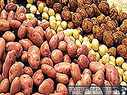 Фотографија и опис на сорти на компири