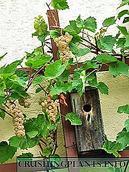 Фотографија и опис на сорти на грозје за садење во летна куќа