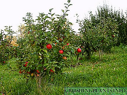 Fotografija patuljastih stabala jabuka i karakteristike njihovog uzgoja