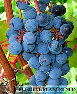 Foto, deskripsi lan cara kontrol hama saka woh anggur