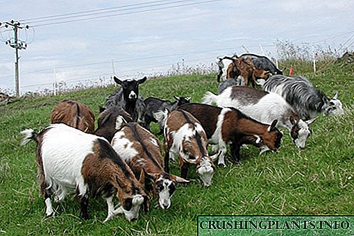 Fotos de razas de cabra cunha breve descrición das características