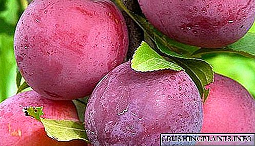 Larawan na may isang paglalarawan ng mga cherry plum varieties na Natagpuan