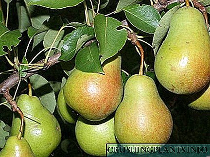 Fotos que describen peras Chizhovskaya, consellos para o cultivo