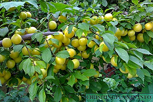 Prunus cerasus cum descriptione varietatum Mara Solis imaginibus