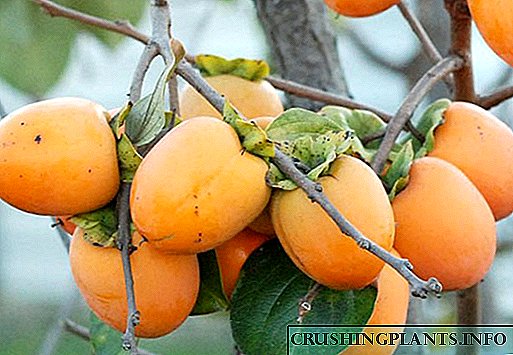 Fejn u kif tikber il-persimmon: karatteristiċi tal-kultura u l-kultivazzjoni tagħha