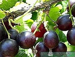 ترکیبی انگور فرنگی و توت فرنگی