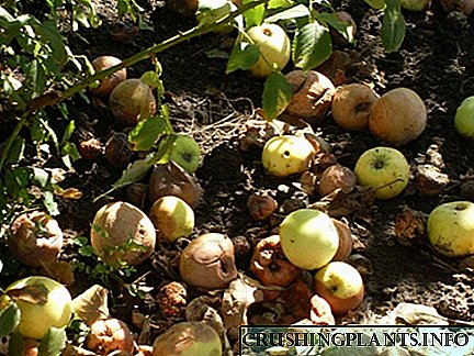 Mazás podres como fertilizante para framboesas e amorodos