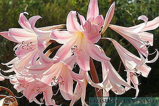 South African Naked Lady - Delicate Amaryllis