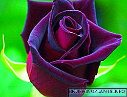 Հոլանդական վարդ - գեղեցկության ներդաշնակություն
