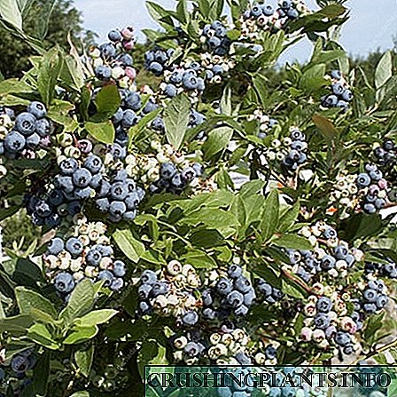 Blueberry Patriot - varjetà b'rendiment għoli u reżistenti għall-ġlata