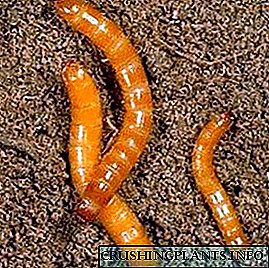 Kukonzekera zam'tsogolo - kulimbana ndi wireworm