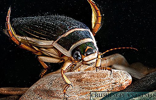 Un habitante depredador de auga doce: un escaravello de natación