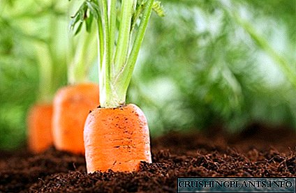 Добри и лоши претходници за моркови