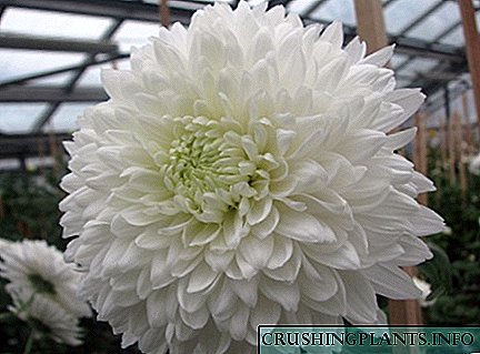India Chrysanthemum