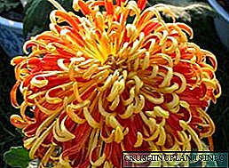 Bush Chrysanthemum - Ayaba ti Ọgbà Ifa