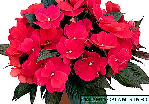 Совршен цвет за почетници цвеќарници Ванка влажна