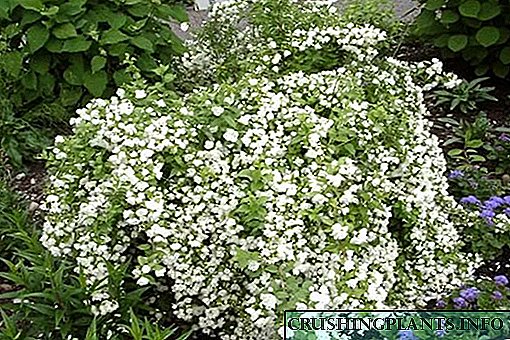 Chidwi ndi jasmine shrub, mitundu yake ndi mitundu