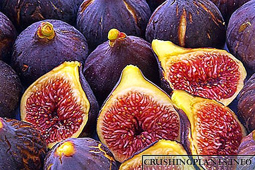 Figs: sifat migunani, nilai nutrisi lan kontraindikasi