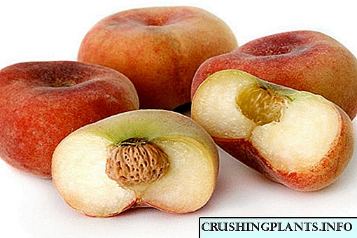 Fig peach - hardin ng hardin para sa isang mainit na klima