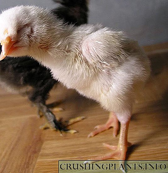 Кривина на клунот кај кокошките - причини и методи на лекување