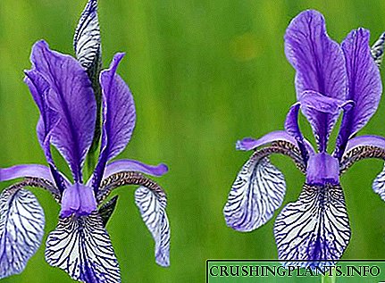Lilo ti irisian iris ninu apẹrẹ ala-ilẹ