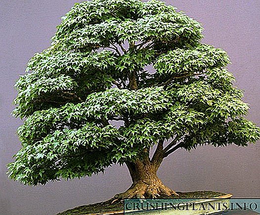 Exquisitus Iaponica bonsai, minima forma acernis