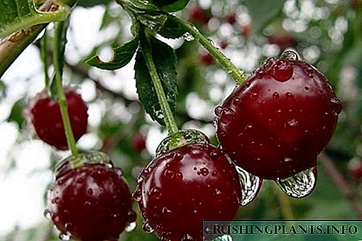 Sifunda izici zama-cherries aseZhukovskaya ngokusho kwencazelo nesithombe