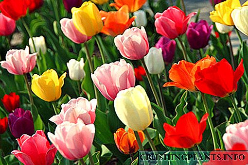 ພວກເຮົາສຶກສາແນວພັນຂອງ tulips ໃນຮູບທີ່ມີຊື່