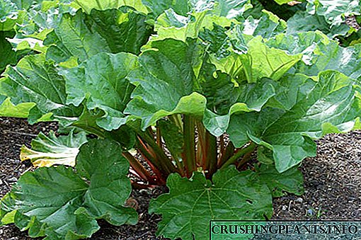 Rhubarb колдонуудан зыян пайдасы жана таасирсиз