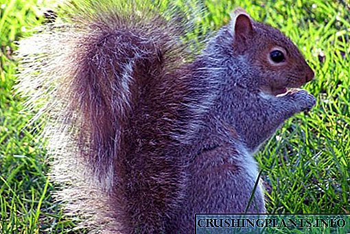 Ungabhekana kanjani nama-squirrels engadini