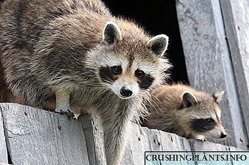 Jinsi ya kukabiliana na raccoons katika eneo hilo