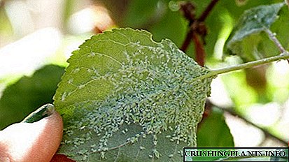 ਖੁਰਮਾਨੀ 'ਤੇ aphids ਦੇ ਛੁਟਕਾਰੇ ਲਈ ਕਿਸ?