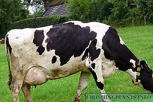 Como tratar a unha vaca se se detecta mastite?