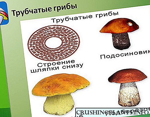 Kako naučiti prepoznati cjevaste gljive