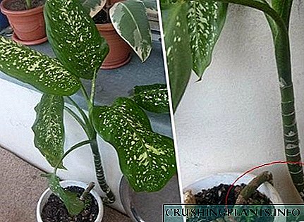 How to trim dieffenbachia?