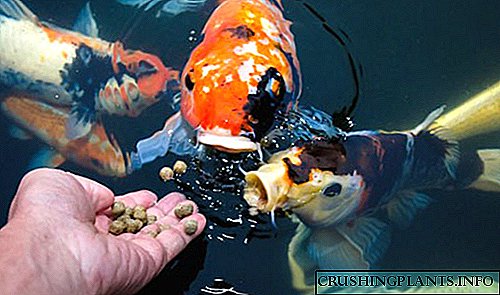Аквариум, цөөрмийн загасны хоолыг хэрхэн сонгох вэ?